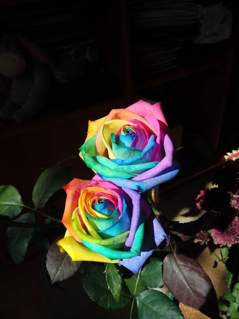 rainbow roses.jpg
